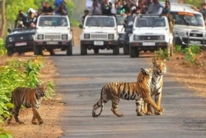 Taxi for jim corbett from delhi